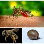 Cum Ne Protejăm Copiii de Înţepăturile de Insecte