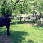 Parcul Carol cai jandarmi