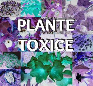 Cele Mai Periculoase 10 Plante Toxice din Casele Noastre