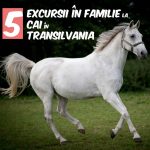 Excursii în Familie la Cai în Transilvania