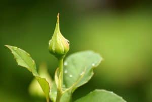 Trandafirul incapatanat. Poveste Terapeutica de Florina Bumbaru
