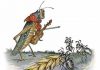 the-ants-and-the-grasshopper 140 Fabule de Esop în Engleza