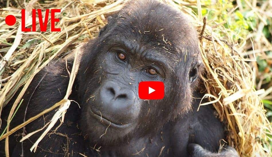 10 idei activitati online 10 minute cu copilul gorila live GOKID