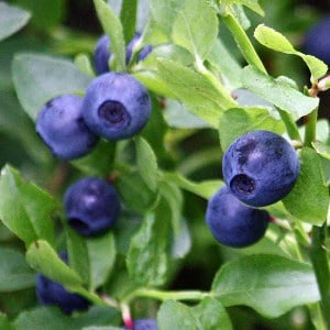afina bilberry myrtille mirtillo arandano negro Heidelbeere fructe cu poze gokid