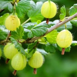 agrisa Gooseberry groseille a manquereau uvaspina grosella espinosa Stachelbeere fructe poze gokid
