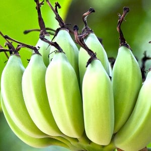 banane Plantain plantain banane plantain banana plantain plátano Plantainbanane fructe cu poze gokid