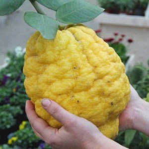 chitra citron cédrat cedro limón Zitronatzitrone fructe cu poze gokid