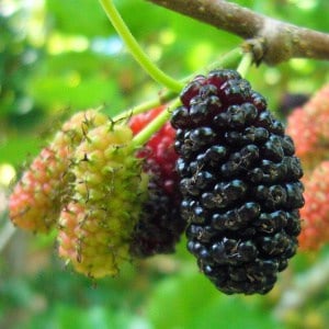 duda mulberry mûre mora gelso Maulbeere fructe cu poze gokid