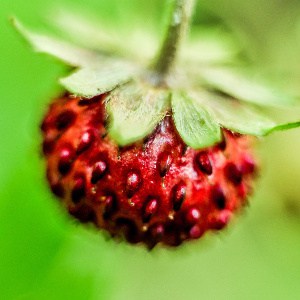 fraguta salbatica wild strawberry fraise sauvage fresa salvaje fragola selvatic Wilde Erdbeere