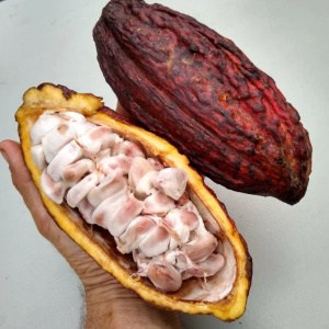 fruct de cacao cocoa fruit fruit de cacao fruta de cacao cacao Kakaofrucht fructe cu poze gokid
