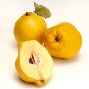 gutuie quince coing mela cotogna membrillo Quitte fructe cu poze gokid
