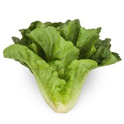 laptuca lettuce laitue lattuga lechuga Lattich gokid legume ordonate alfabetic