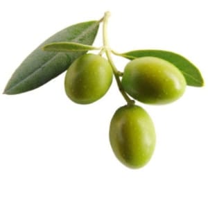 maslina olive aceituna oliva fructe cu poze gokid