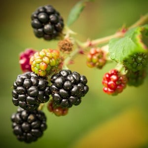 mure blackberry mûre mora moras Brombeere fructe cu poze gokid