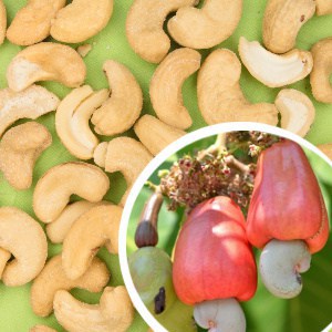 nuca caju cashew noix de cajou noce di acagiù anacardo Cashewkern fructe cu poze gokid