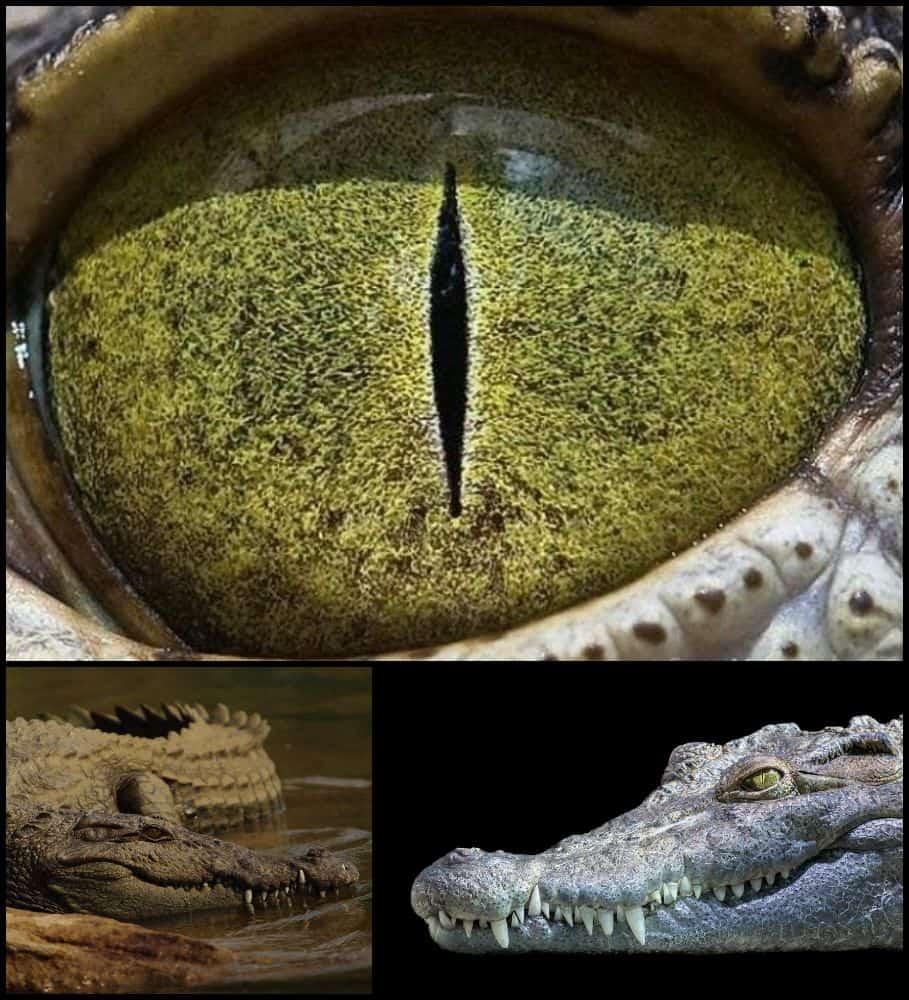 ochi de crocodil gokid