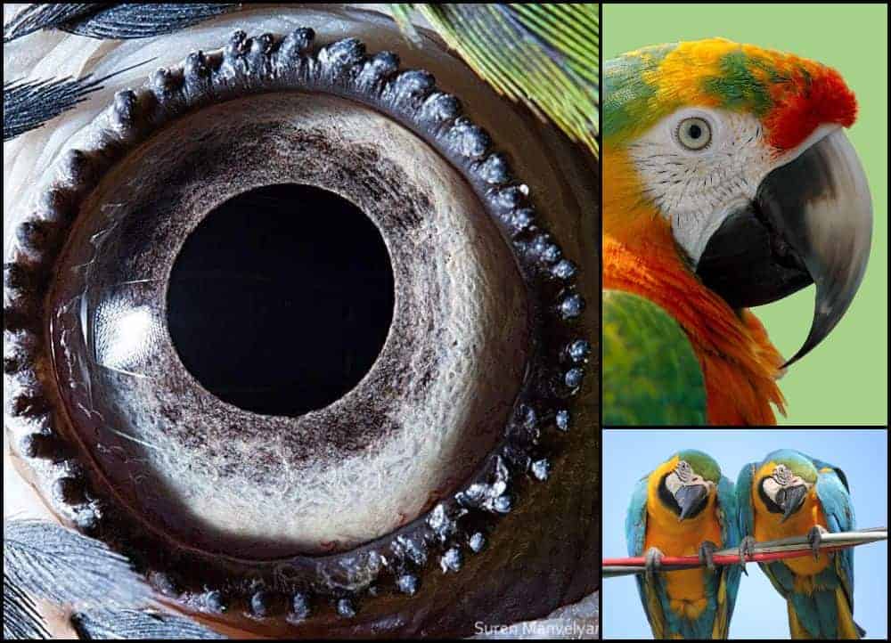 ochi de papagal macaw gokid