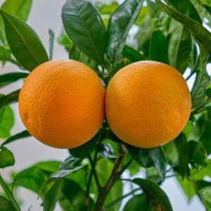 portocala orange arancia naranja fructe cu poze gokid