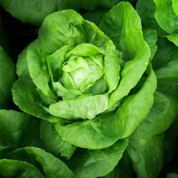 salata verde lettuce laitue lattuga lechuga Salat gokid legume ordonate alfabetic