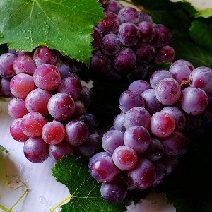 strugure Grape raisin uva uva Weintraube fructe cu poze gokid