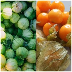 tomatillo gokid legume ordonate alfabetic