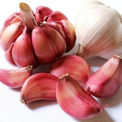 usturoi garlic ail aglio ajo Knoblauch gokid legume ordonate alfabetic