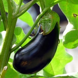 vanata eggplant aubergine melanzana berenjena Aubergine gokid legume ordonate alfabetic