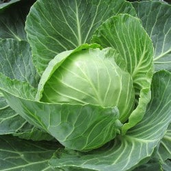 varza cabbage chou cavolo repollo Kohl gokid legume ordonate alfabetic