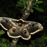 Fluturele ochi de paun de noapte muzeul zoologic cluj-napoca