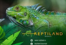 scoala altfel saptamana verde reptiland