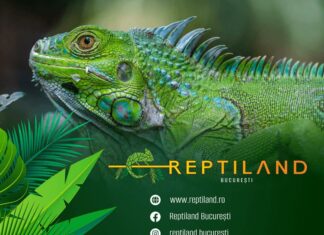 scoala altfel saptamana verde reptiland