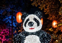 Illuminated Panda Lantern Festival Portrait