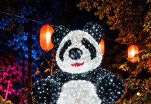 Illuminated Panda Lantern Festival Portrait